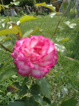 Rózsáim  3