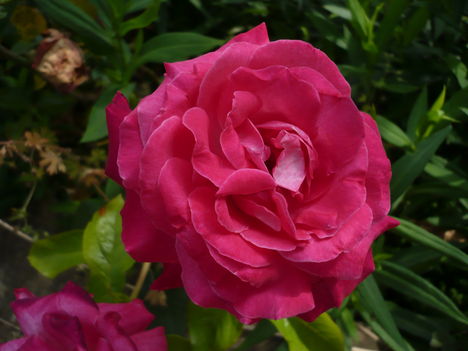 Angol rózsa Dames de Chenonceau