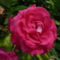 Angol rózsa Dames de Chenonceau