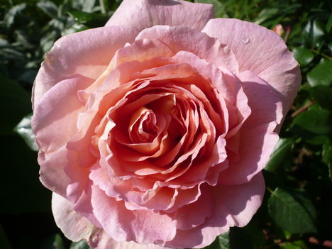 Angolrózsa Abraham Darby