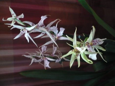 Brassia