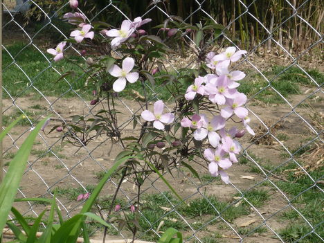 Clematis montana