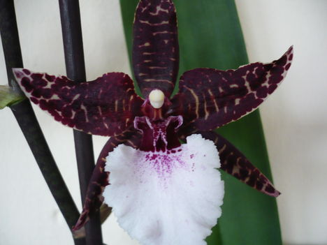 Colmanara 'Masai'