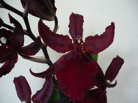 Colmanara Wildcat 'Masai Red'