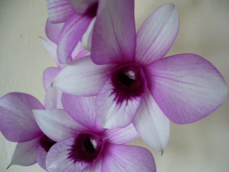 Dendrobium polar fire