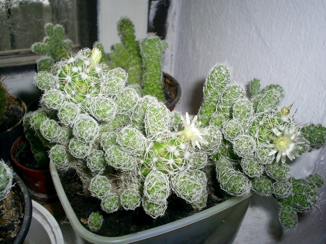 kaktusz_03