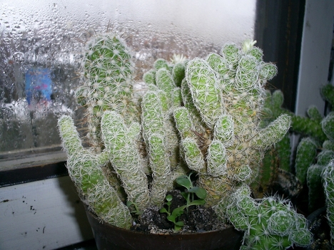 kaktusz_05
