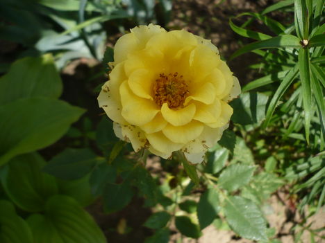 Mini rózsa