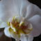 Phalaenopsis A fehér mutáns