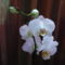 Phalaenopsis A fehér mutáns