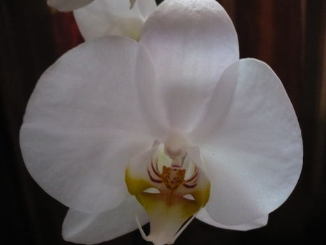 Phalaenopsis fehér