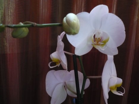 Phalaenopsis fehér