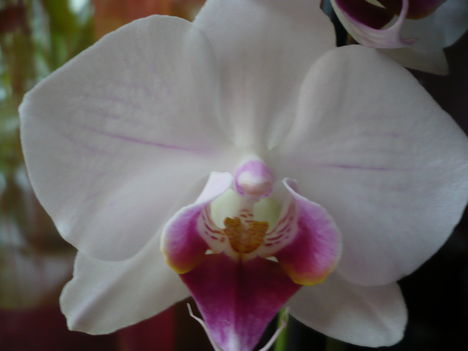 Phalaenopsis fehér-rózsaszín