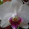 Phalaenopsis fehér-rózsaszín