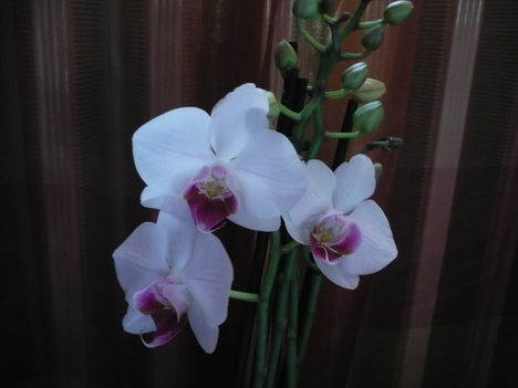 Phalaenopsis fehér-rózsaszín