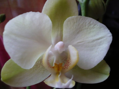 Phalaenopsis zöld