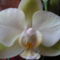 Phalaenopsis zöld