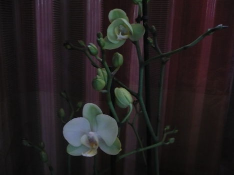 Phalaenopsis zöld