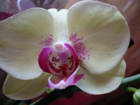 Phalaenopsis zöld-rózsaszín