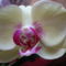 Phalaenopsis zöld-rózsaszín