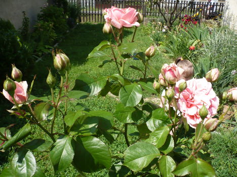 Törzses rózsa