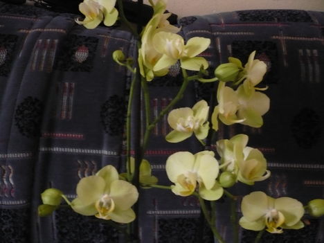 Zöld phalaenopsis