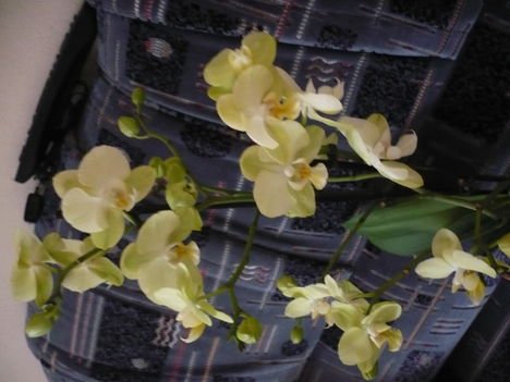 Zöld phalaenopsis