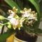 Oncidium