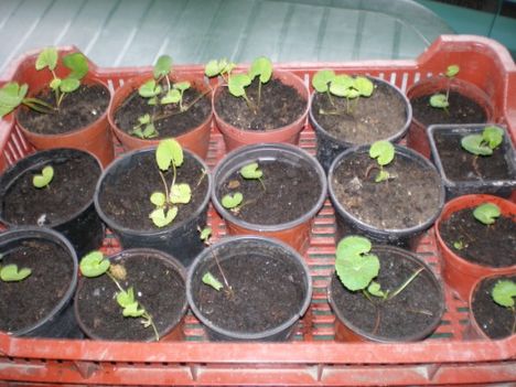 gotu kola1(600 x 450)