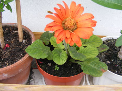 Törpe gerbera