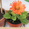 Törpe gerbera