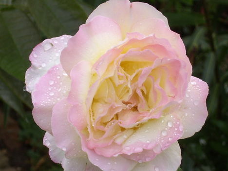 eső cseppek és a rózsa