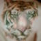 sipos_csaba_11_645279_55298_n