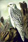 1250031265_thumb_404px-Falco_rusticolus_NAUMANN