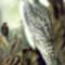 1250031265_thumb_404px-Falco_rusticolus_NAUMANN