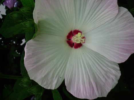 Mocsári hibiszkusz
