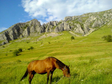 Torockó