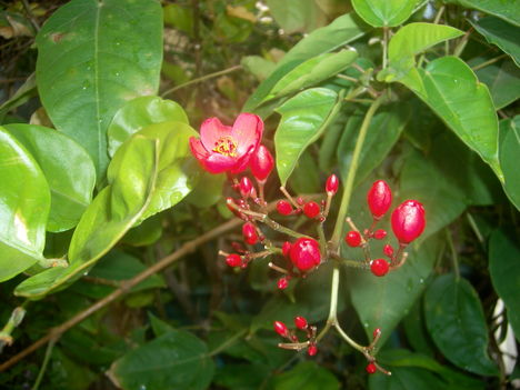 aaa 2
