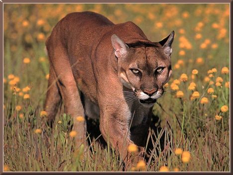 COUGAR06