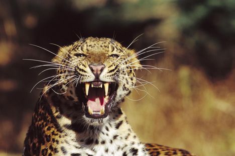 leopard21