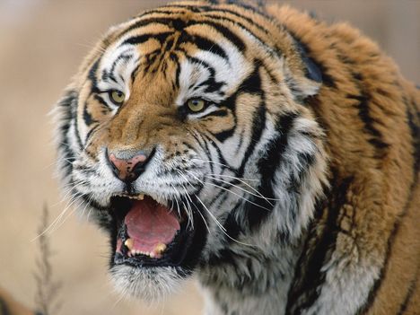 tigris_tiger06