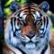 tigris_tiger60