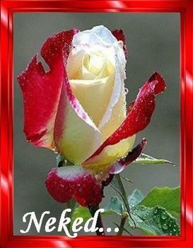 user_14845746_1266604086916