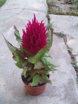 celosia plumosa