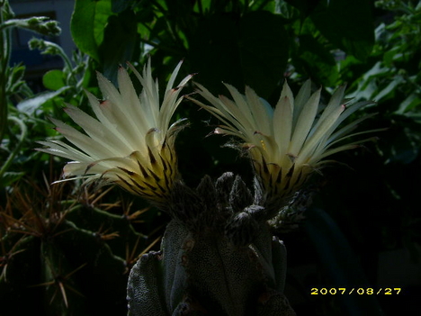 Astrophytum ornatum