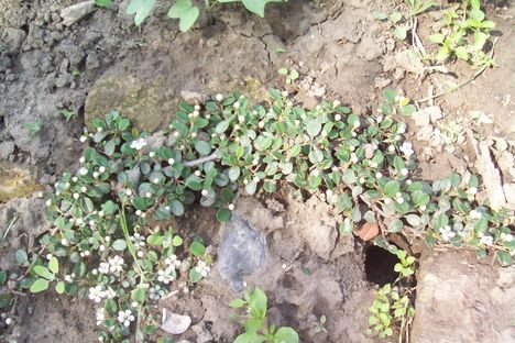 berberis 1