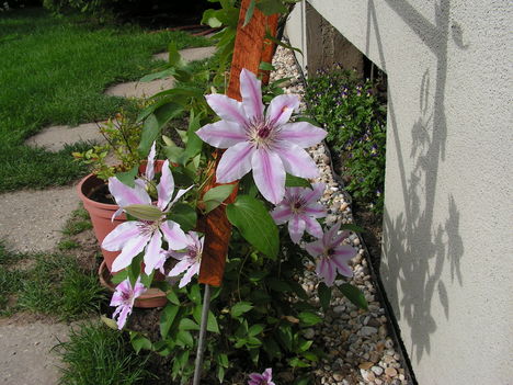 clematis