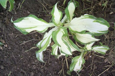 fehér-zöld hosta