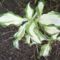 fehér-zöld hosta