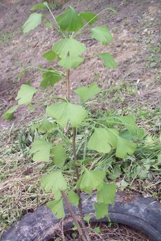gingko
